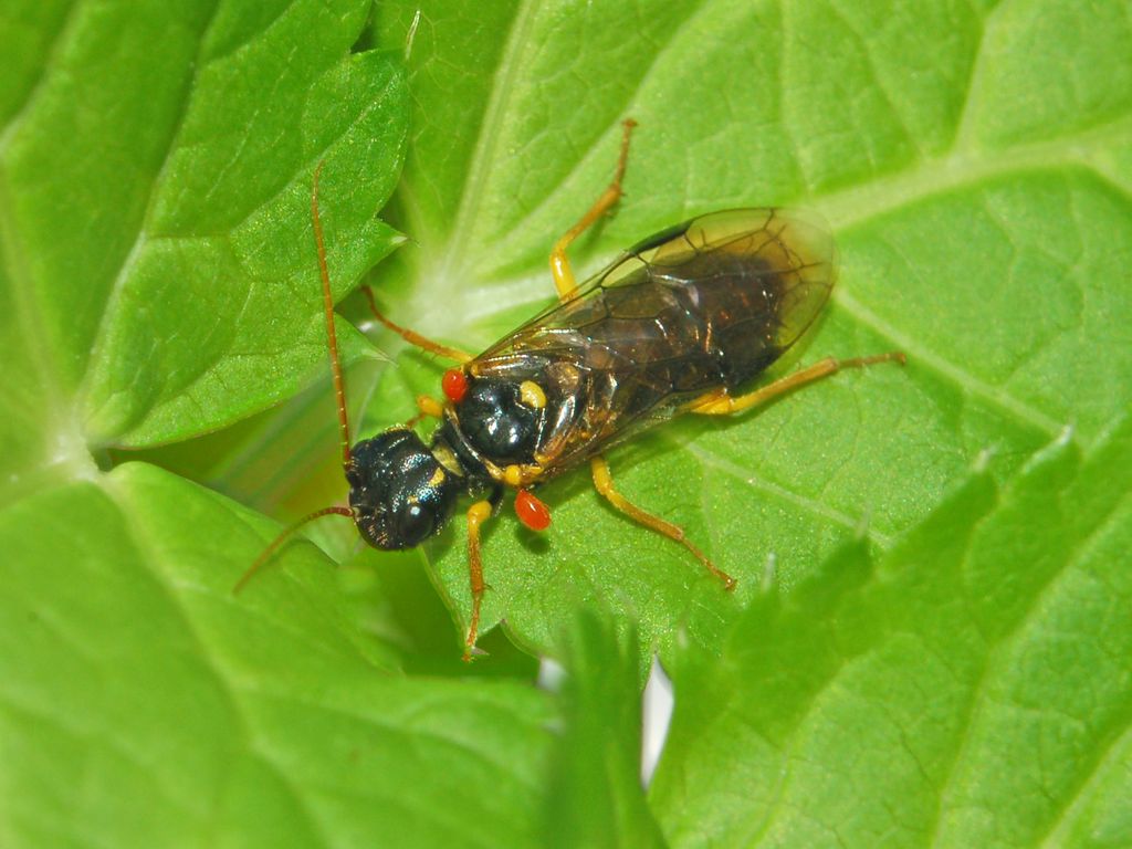 Inquilini indesiderati su Pamphilius sp. (Pamphiliidae).